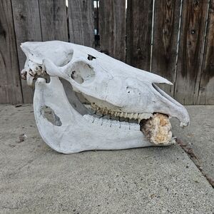 RARE Large WILD Horse Skull With Bottom Jaw 19" From Washington State Eastern Wa